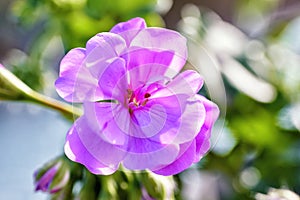 Close up of a pink flower of Tibouchina, Glory Plant or Tibuchina Tibouchina urvilleana