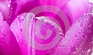 Close up of pink flower with water drops