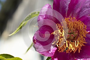 Close-up pink flower, wild peony petals