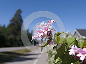 Close-up of pink flowering plant against clear blue sky