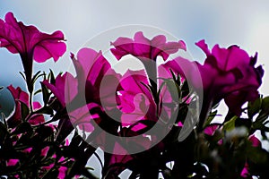 Close-up of pink flowering plant against sky