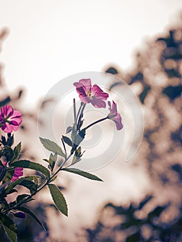 Close-up of pink flowering plant against sky