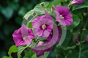 Close-up of pink flowering plant. Pharbitis purpurea, Ipomea purpurea