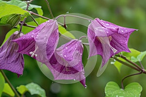 Close-up of pink flowering plant. Pharbitis purpurea, Ipomea purpurea