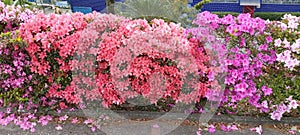 Close-up of pink flowering Rhododendron - Azalea shrub in spring