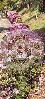 Close-up of pink flowering Rhododendron - Azalea shrub in spring