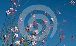 Close-up of pink flowering succulents growing against a blue sky. The flowers are delicate. The styles are