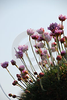 Close-up of pink flowers against a light blue sky