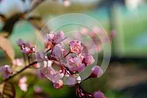 Close up of pink flowers blooming on a tree branch
