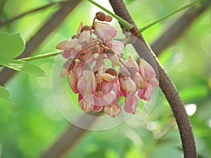 Close up Pink flowers are blooming on tree, Tuba Root, Derris flower.