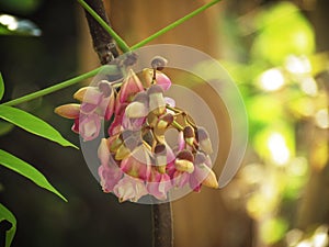 Close up Pink flowers are blooming on tree, Tuba Root, Derris flower.