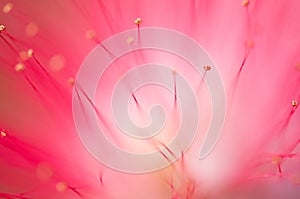 Close-up of pink flowers and carpel in the garden / Macro of pink flower and carpel in forest