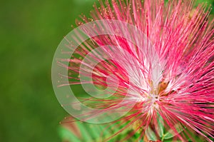 Close-up of pink flowers and carpel in the garden / Macro of pink flower and carpel in forest