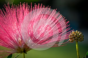 Close-up of pink flowers and carpel in the garden / Macro of pink flower and carpel in forest