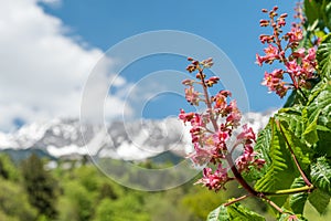 Close-up of pink flowers of a chestnut tree