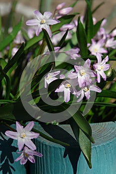 A close up of pink flowers of Chionodoxa forbesii (Forbes` glory-of-the-snow) of the `Pink Giant` variety