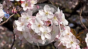 Close-up of a pink flowers in full bloom of a Cherry tree