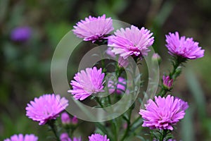 Close up pink flowers in the garden bokeh mode background