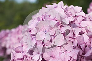 Close up of pink flowers of garden hydrangea in sunlight.