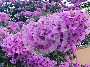 Close up of pink flowers, leaves and anthers on the branches of a great boungainvillea - Bougainvillea Spectabilis. Becici, Monten