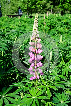 Close up of pink flowers of Lupinus, commonly known as lupin or lupine, in full bloom and green grass in a sunny spring garden,