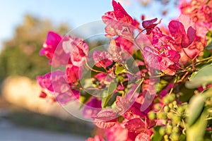 Close-up of the pink flowers of the Mediterranean plant Bougainvillea