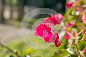 Close-up of the pink flowers of the Mediterranean plant Bougainvillea