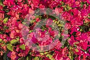 Close-up of the pink flowers of the Mediterranean plant Bougainvillea