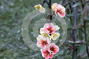 Close-up of pink flowers of the shrub Chaenomeles japonica, commonly known as Japanese quince or Maula quince in a sunny