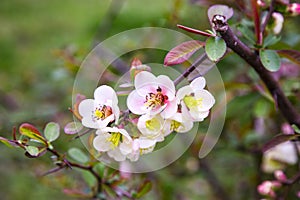 Close-up of pink flowers of the shrub Chaenomeles japonica, commonly known as Japanese quince or Maula quince in a sunny