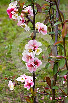 Close-up of pink flowers of the shrub Chaenomeles japonica, commonly known as Japanese quince or Maula quince in a sunny