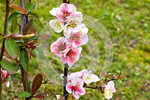Close-up of pink flowers of the shrub Chaenomeles japonica, commonly known as Japanese quince or Maula quince in a sunny