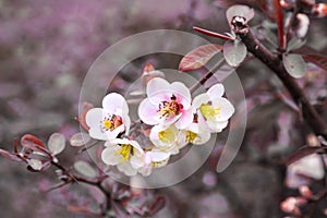 Close-up of pink flowers of the shrub Chaenomeles japonica, commonly known as Japanese quince or Maula quince in a sunny photo