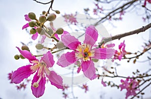 Close-up pink flowers of Silk floss tree Ceiba speciosa photo