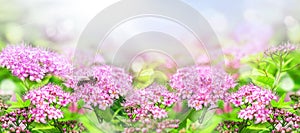 Close-up of pink flowers under summer or spring sunlight in the garden. Use natural landscape as background or wallpaper