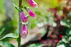 Close up of pink foxglove flowers blooming in summer garden. Digitalis in blossom. Floral background