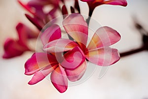 Close up of pink Frangipani flowers. Blossom Plumeria flowers on blurred background. Flower background for decoration