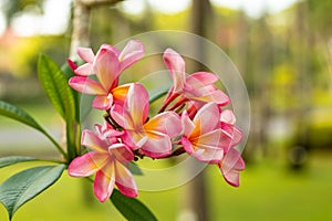 Close up of pink Frangipani flowers. Blossom Plumeria flowers on green blurred background. Flower background for wedding