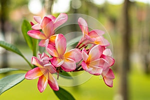 Close up of pink Frangipani flowers. Blossom Plumeria flowers on green blurred background. Flower background for wedding