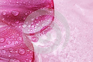 Close up pink fresh flowers petals of tulips with water drops, wet petals, natural spring background