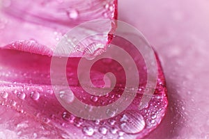 Close up pink fresh flowers petals of tulips with water drops, wet petals, natural spring background