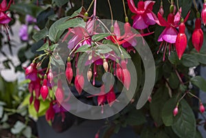 Pink Fuchsia in a Hanging Planter