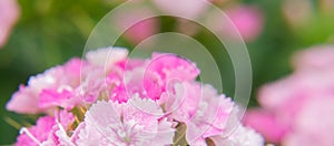 Close-up of a pink garden carnation. Banner with a macro photo of summer flowers