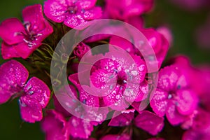 Close-up of a pink garden carnation. Macro photo of summer flowers