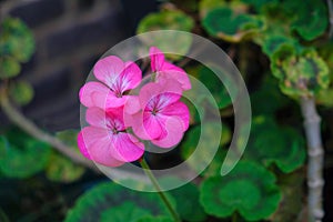 Close up of a pink geranium