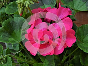 Close up Pink Geranium flower with dark green leaves