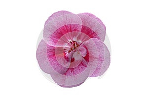 Close-up of pink geranium flower, isolated on white. Full cut.