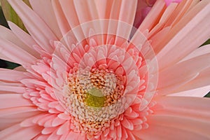 Close up of pink Gerber daisy