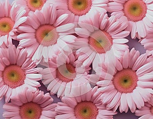 Close-up of Pink Gerbera Daisies