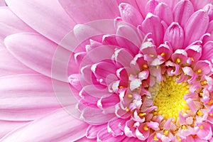 Close up, pink Gerbera daisy, Asteraceae macro.